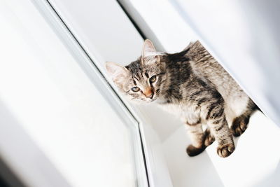 High angle view of a cat