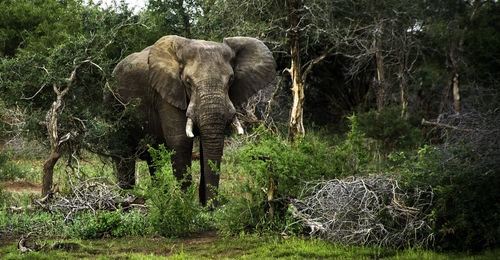 Elephant walking in a forest