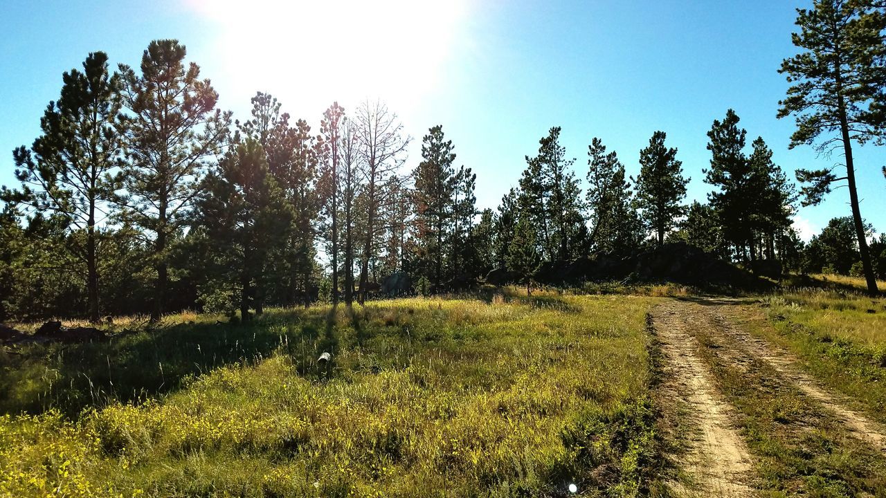 TREES ON FIELD AGAINST CLEAR SKY