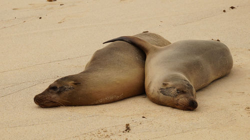 High angle view of sea lion on sand at beach