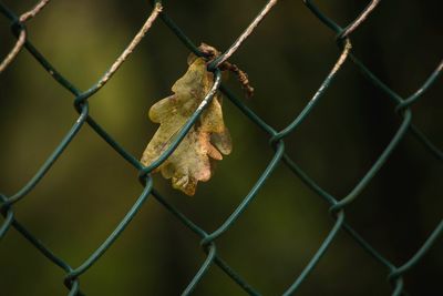 Close-up of dry leaf on chainlink fence