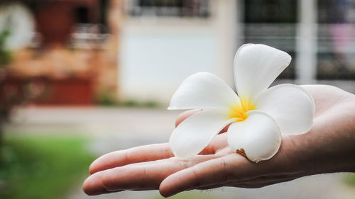 Close-up of hand holding white flower