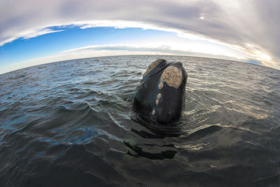 Turtle swimming in sea against sky