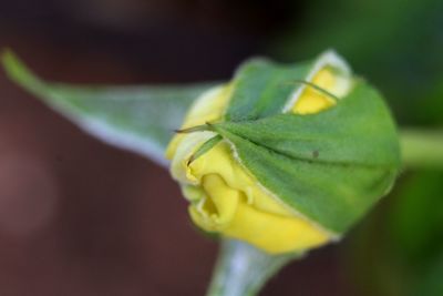 Close-up of yellow flower bud