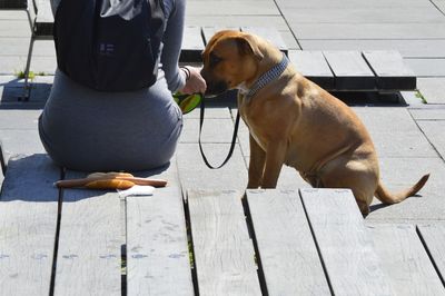 Low section of people with dog on footpath