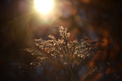 Close-up of plants growing on field against bright sun