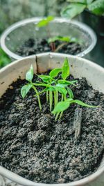 Close-up of potted plant