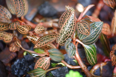 Close-up of dried leaves on plant