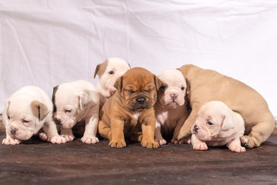 Group of two dogs