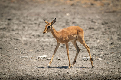 Female common impala walks over rocky ground