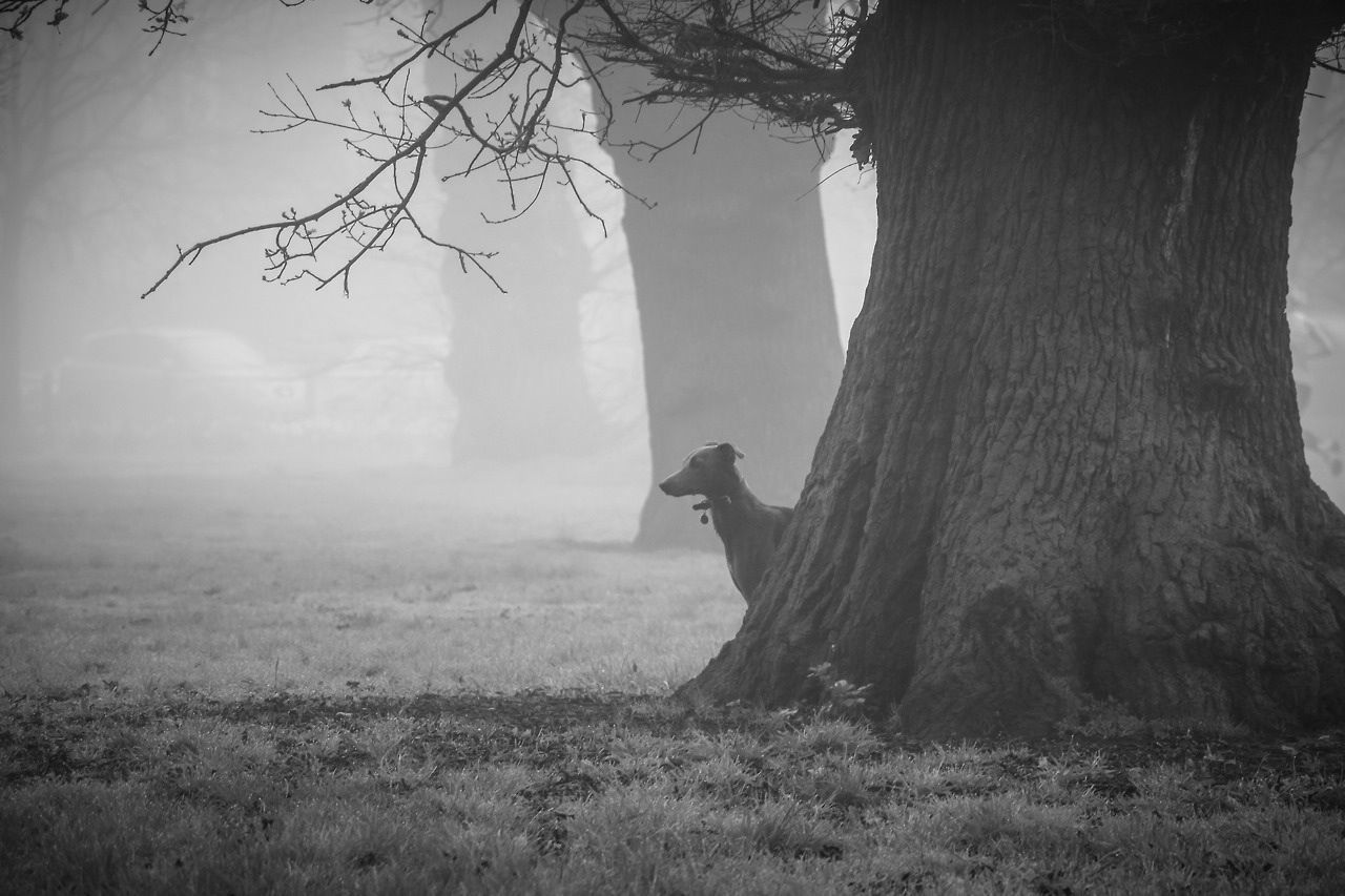 tree, animal themes, one animal, tree trunk, fog, field, bare tree, animals in the wild, nature, grass, foggy, tranquility, wildlife, landscape, standing, mammal, forest, branch, silhouette, day