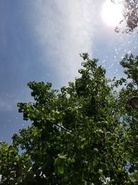 Low angle view of trees against sky