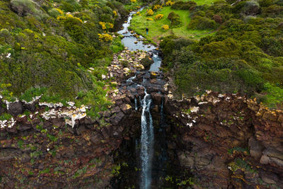 Stream flowing through rocks in forest