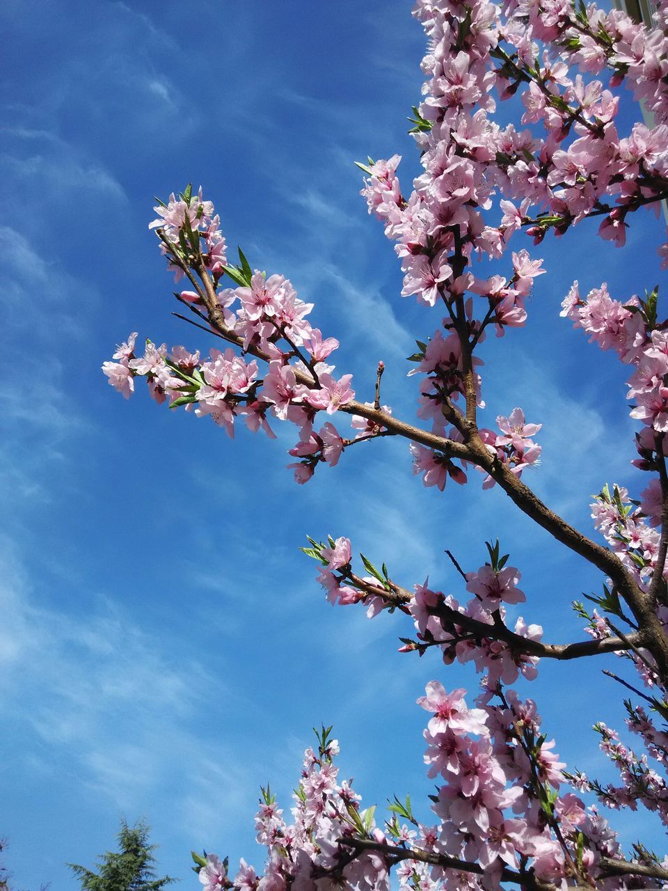 flower, low angle view, tree, branch, cherry blossom, freshness, growth, cherry tree, blossom, beauty in nature, fragility, nature, sky, in bloom, springtime, blooming, fruit tree, blue, day, orchard