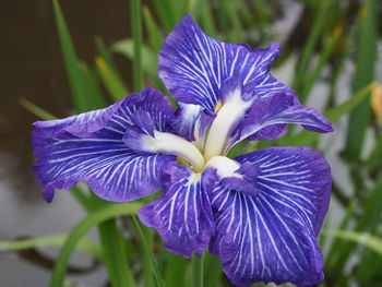 Close-up of purple iris flower