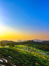 Scenic view of agricultural field against clear sky during sunset