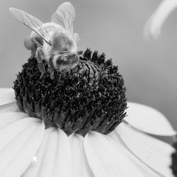 Close-up of honey bee pollinating flower