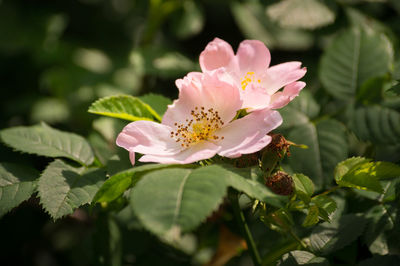 Close-up of pink flowers