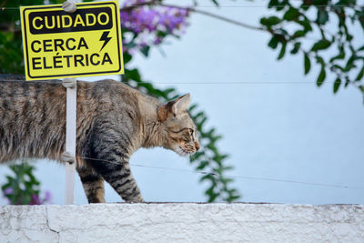 Cat standing on wall