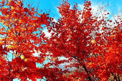 Low angle view of tree against sky