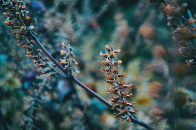 Close-up of flowering plants against blurred background