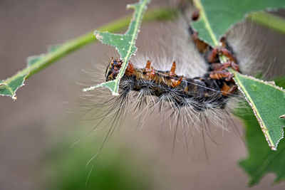 Close-up of spider