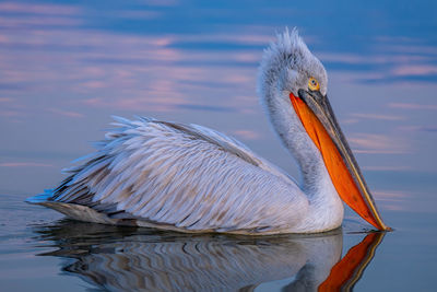 Close-up of pelican