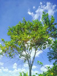 Low angle view of flowering tree against blue sky