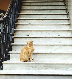 Cat sitting on staircase