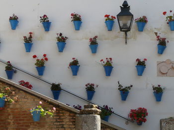 Low angle view of potted plants on building