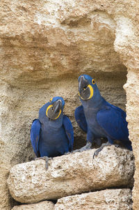 Close-up of bird perching on rock