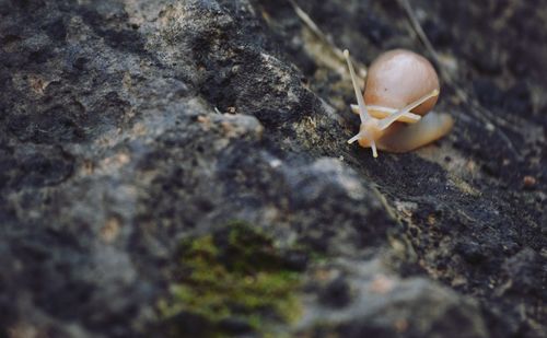 Close-up of shell on rock