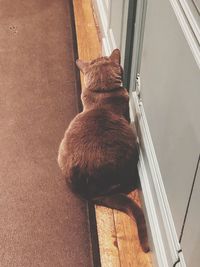 High angle view of cat looking through window