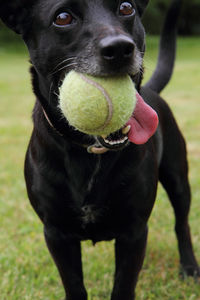 Black dog looking away