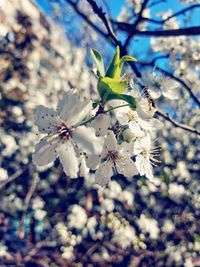 Close-up of flowers on tree