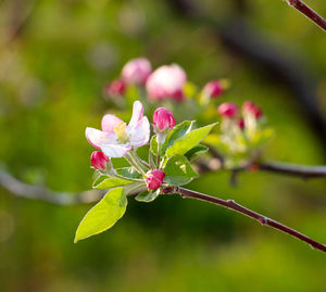 Close-up of insect on pink flower