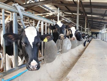 High angle view of cows in shed