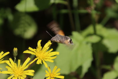 Close-up of butterfly pollinating on flower