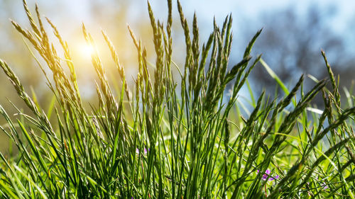 Close-up of crops growing on field against sky