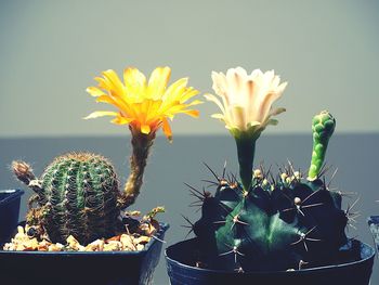 Close-up of prickly pear cactus