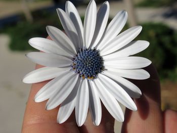 Close-up of white daisy flower