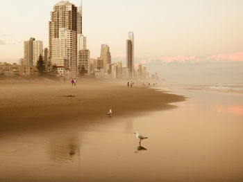 View of birds on beach