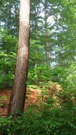 Trees in forest