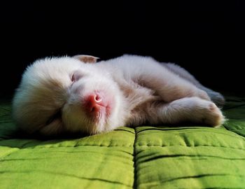 Close-up of puppy sleeping on bed against black background