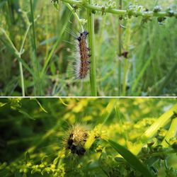 Close-up of insect on plant