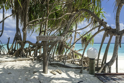 View of palm trees on beach