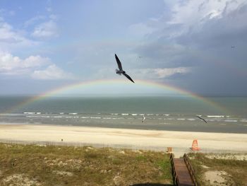 Bird flying over sea