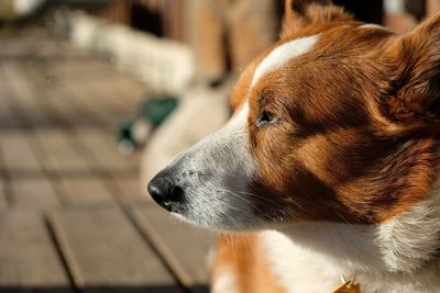 Close-up of dog