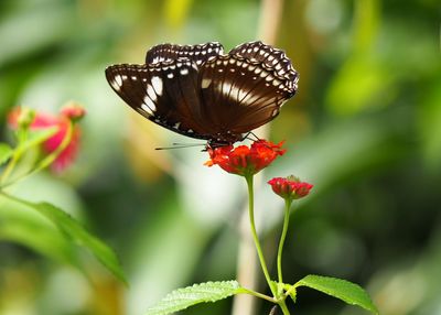 Close-up of butterfly pollinating on red flower