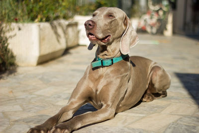 Close-up of a labrador retriever